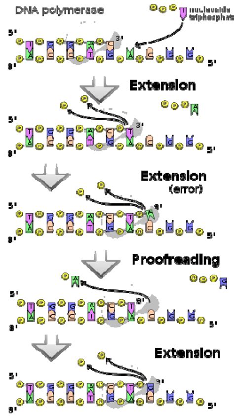 catalyzing dna polymerase.